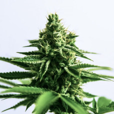 Anaconda Silver auto feminised (Errors Seeds)