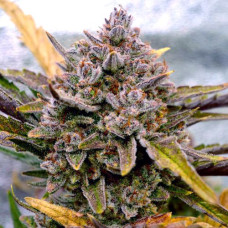 Apricot Silver auto feminised (Errors Seeds)