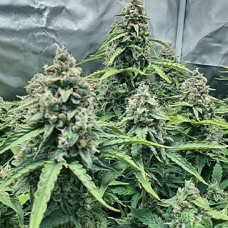 Banana Blaze Silver auto feminised (Errors Seeds)