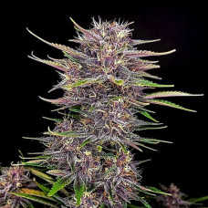 Banana Punch Silver auto feminised (Errors Seeds)