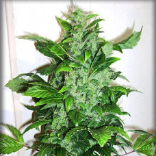 Big Bud Silver auto feminised (Errors Seeds)