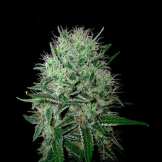 Big Devil Gold auto feminised (Errors Seeds)