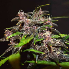 Blackberry Silver  auto feminised (Errors Seeds)