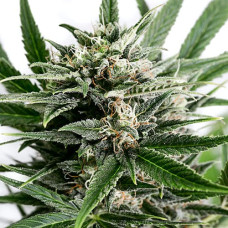 Blue Amnesia XXL Silver auto feminised (Errors Seeds)