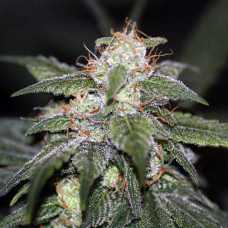 Blue Cheese Gold auto feminised (Errors Seeds)