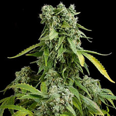 Blue Cheese Silver auto feminised (Errors Seeds)