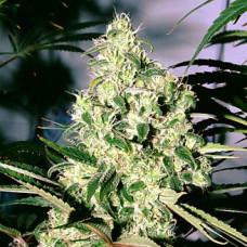 Blue Dream Gold auto feminised (Errors Seeds)