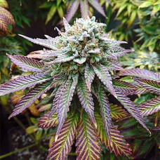 Blue Gelato Silver auto feminised (Errors Seeds)