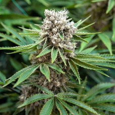 Boss Hogg Silver auto feminised (Errors Seeds)