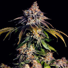 Bruce Bunner Gold auto feminised (Errors Seeds)