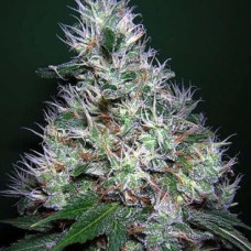 Bubble Gum Gold auto feminised (Errors Seeds)