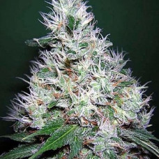 Bubble Gum Silver auto feminised (Errors Seeds)