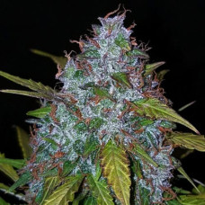 Californian Snow Silver auto feminised (Errors Seeds)