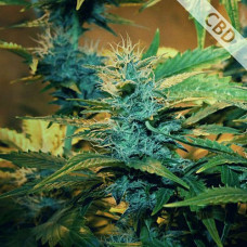 Green Crack Gold CBD auto feminised (Errors Seeds)