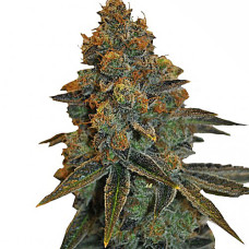 New York Diesel Silver auto feminised (Errors Seeds)