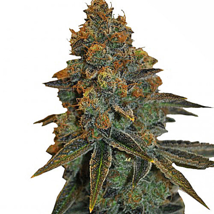 Семена конопли New York Diesel Silver autofem. Errors Seeds