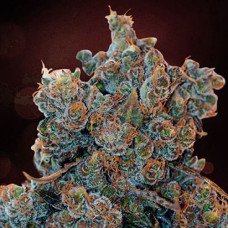 Cheese Fondue Silver auto feminised (Errors Seeds)