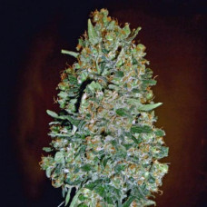 Chocolate Skunk Silver auto feminised (Errors Seeds)