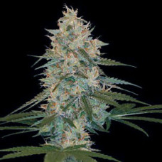 Chocolope Silver auto feminised (Errors Seeds)