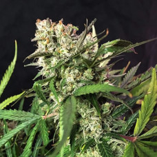 Cinderella Jack Silver auto feminised (Errors Seeds)