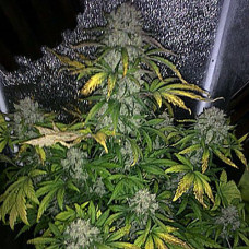 Colorado Cookies Silver auto feminised (Errors Seeds)