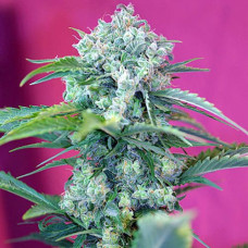 Cream Mandarine Silver auto feminised (Errors Seeds)