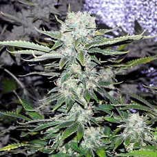 Critical Gold auto feminised (Errors Seeds)