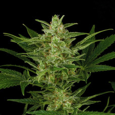 Critical Jack Silver auto feminised (Errors Seeds)