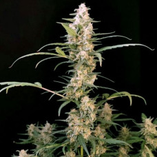 Critical Original Silver auto feminised (Errors Seeds)