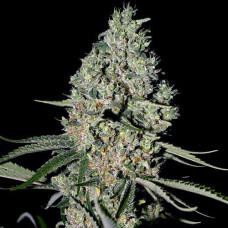 Critical Silver auto feminised (Errors Seeds)