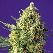 Crystal Candy XL Silver auto feminised (Errors Seeds)