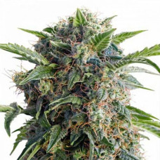 Daiquiri Lime Silver auto feminised (Errors Seeds)