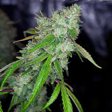 Daiquiri Silver auto feminised (Errors Seeds)