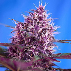 Dark Devil Silver auto feminised (Errors Seeds)