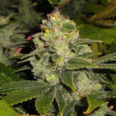 Deadhead OG Silver auto feminised (Errors Seeds)