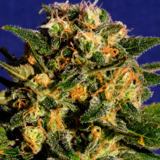 Demolisher Gold auto feminised (Errors Seeds)