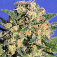 Destroyer Silver auto feminised (Errors Seeds)