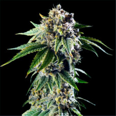 Dos Si Dos Gold auto feminised (Errors Seeds)
