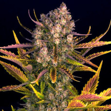 Dos Si Dos Silver auto feminised (Errors Seeds)