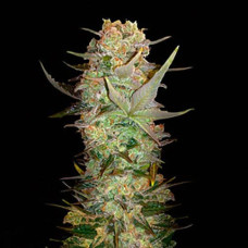 Durban Poison Gold auto feminised (Errors Seeds)
