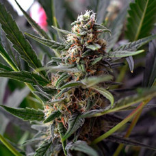 Euforia Silver auto feminised (Errors Seeds)