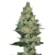 Fastberry Silver auto feminised (Errors Seeds)