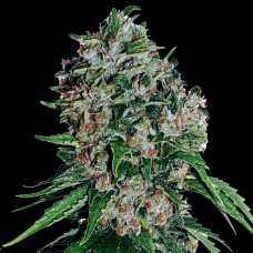 Frosty Haze Silver auto feminised (Errors Seeds)