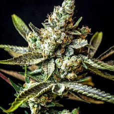 Gagarin Silver auto feminised (Errors Seeds)