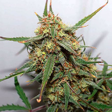 Girl Scout Cookies Silver auto feminised (Errors Seeds)
