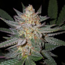 Girl Scout Cookies Gold auto feminised (Errors Seeds)
