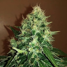 Gorilla Cookies Gold auto feminised (Errors Seeds)