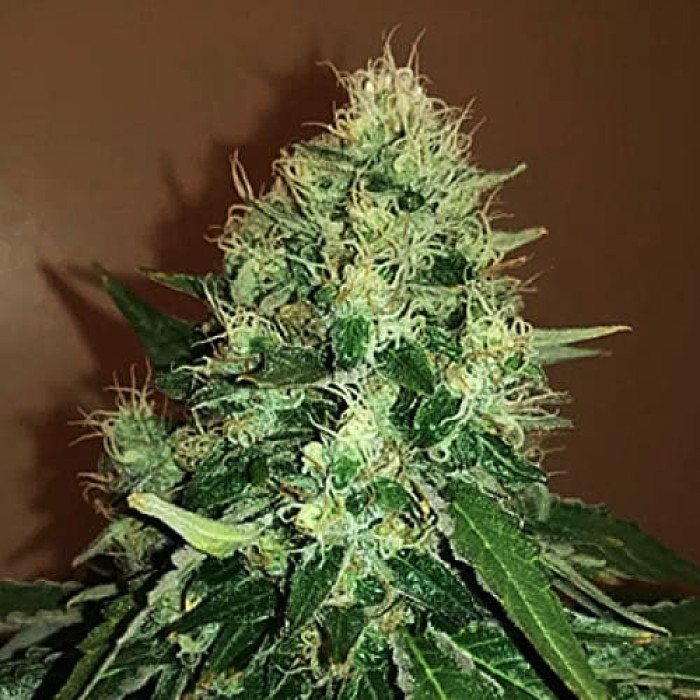 Семена конопли Gorilla Cookies Silver  autofem. Errors Seeds