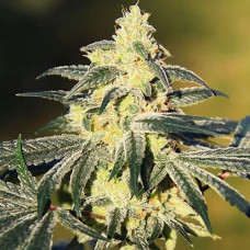 Gorilla Glue Gold auto feminised (Errors Seeds)