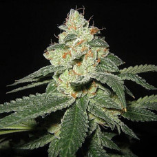 Great White Shark Gold  auto feminised (Errors Seeds)